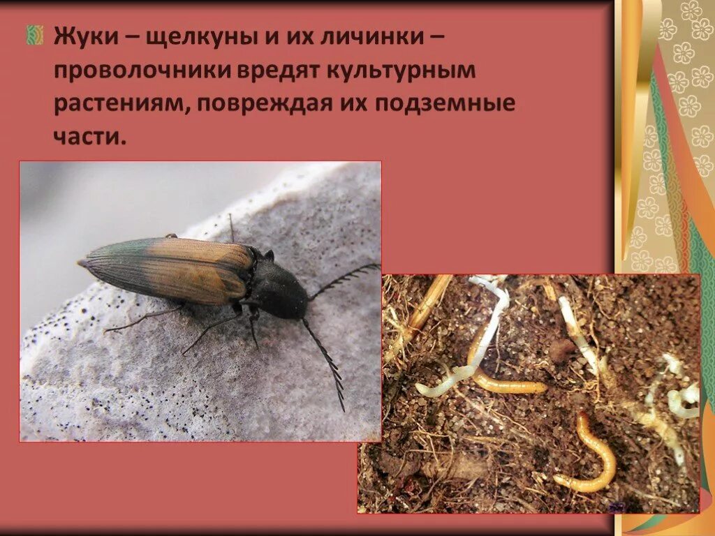 В какой среде обитания вредят личинки щелкуна. Жук-Щелкун проволочник. Личинка жука щелкуна. Насекомые жуки и проволочники. Проволочник личинка какого жука.