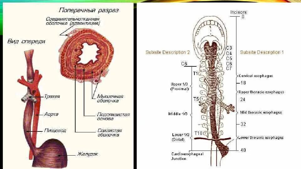 Пищевод строение анатомия. Анатомические сужения пищевода.