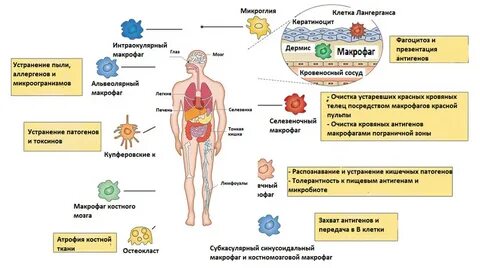 Макрофаги способны