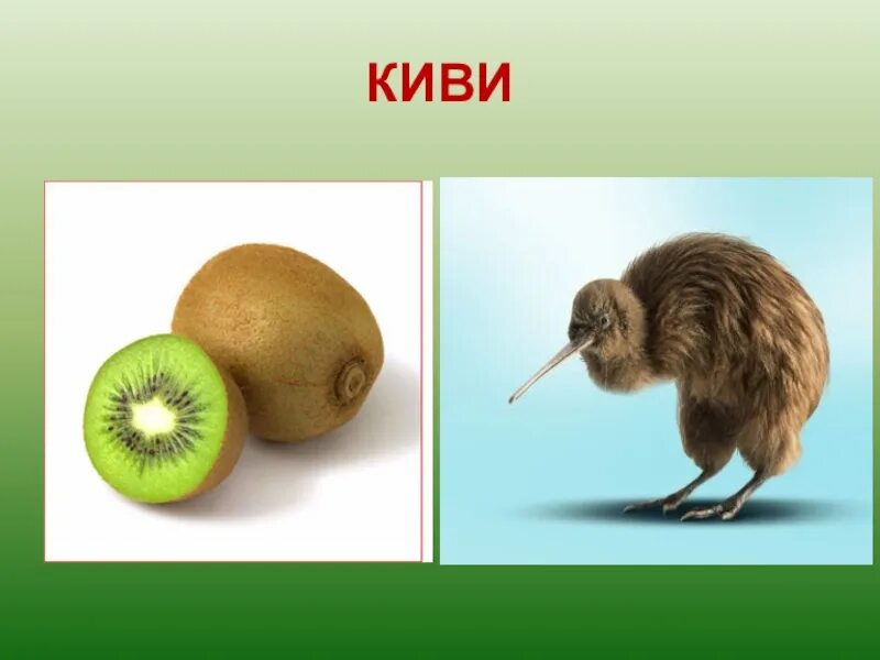 Почему киви называется киви. Киви птица. киви птица фрукт. птица киви и фрукт киви. киви омонимы.