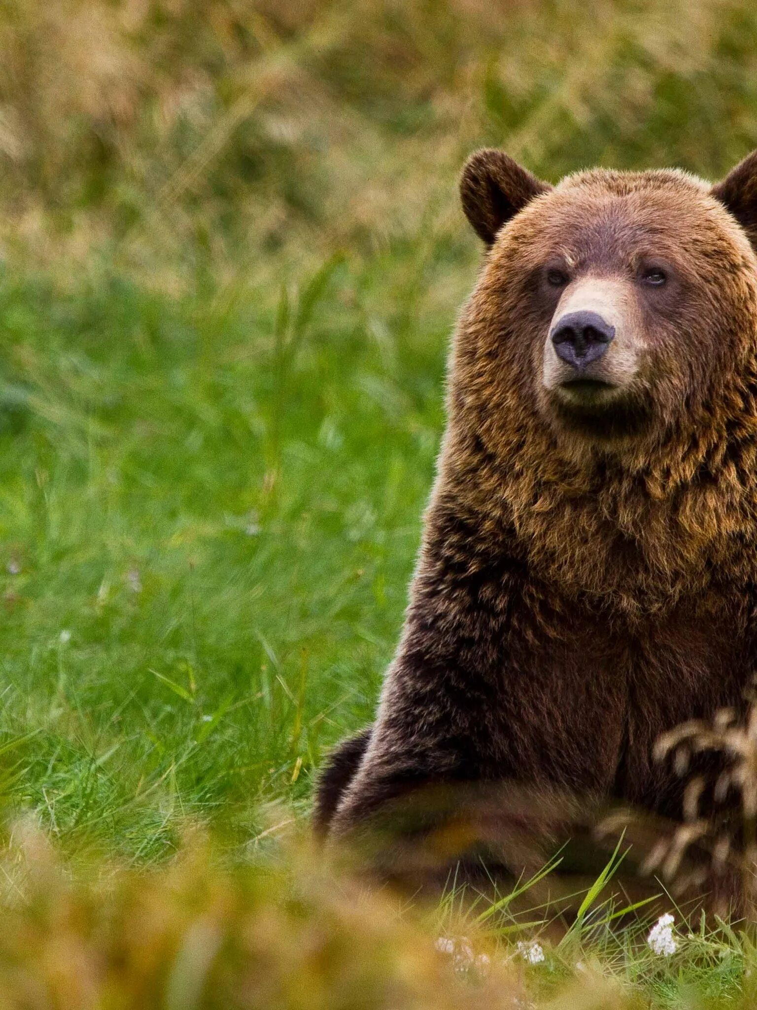 Худой медведь. Мишка удивлен. Удивленный медведь. Удивленный медведь. Удивленный медвежонок.