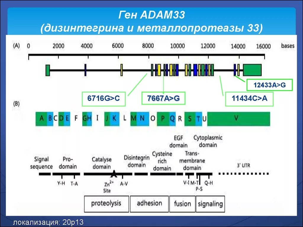 Формула 33. 33 Ген. 33 Ген формула. Формула 33 Гена. Элементы генов.