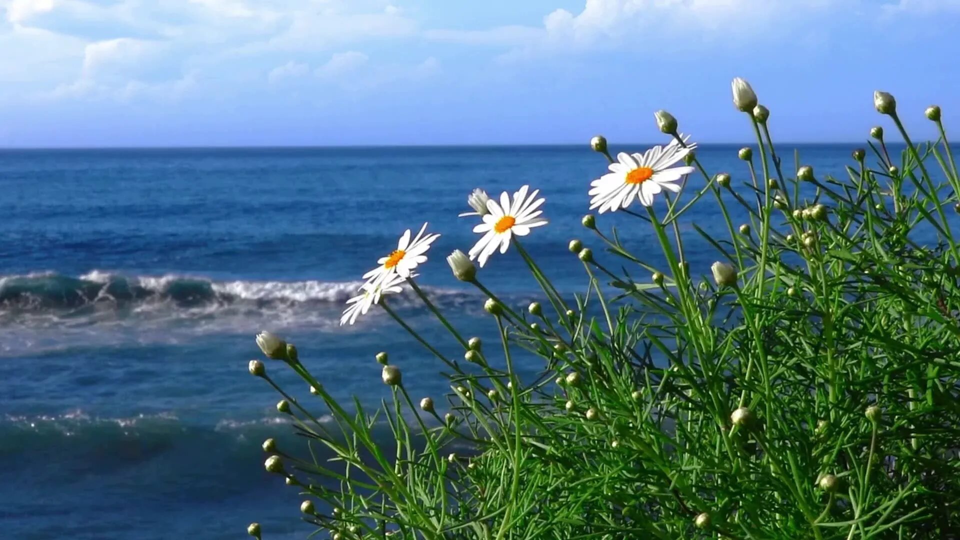 Цветы и море. Природа море цветы Минимализм. Маргаритки у моря. Релакс музыка природа море цветы. Спокойная музыка для пробуждения