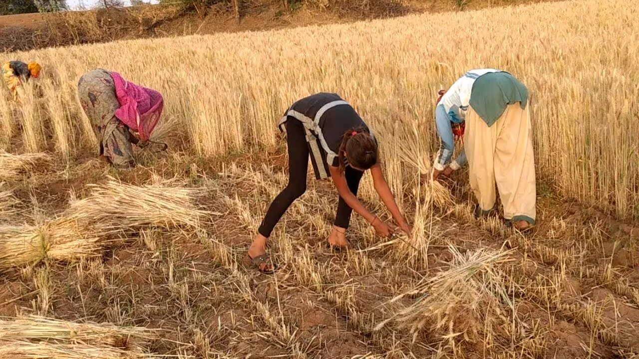 In northern india they harvest their wheat. Wheat harvesting. Wheat Harvest Festival. Италия 2020. Доброе утро с уборкой урожая. Надпись уборка урожая.