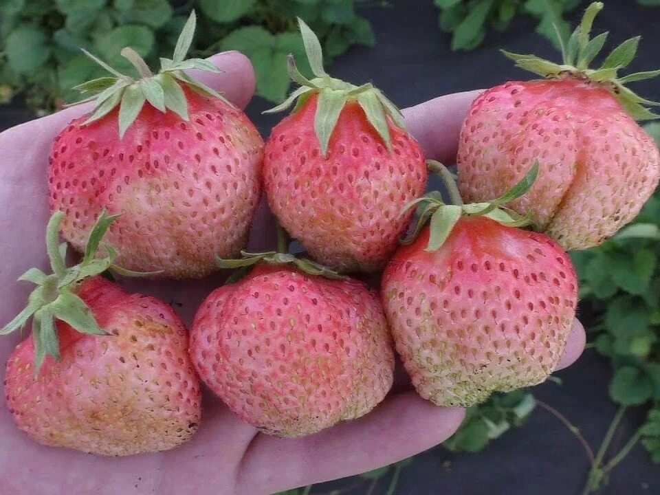 Виктория сорт ананасная. Клубника брунсвик. Сорта розовой земляники. Клубника финская ананасная. Клубника ольвия (ранний сорт).