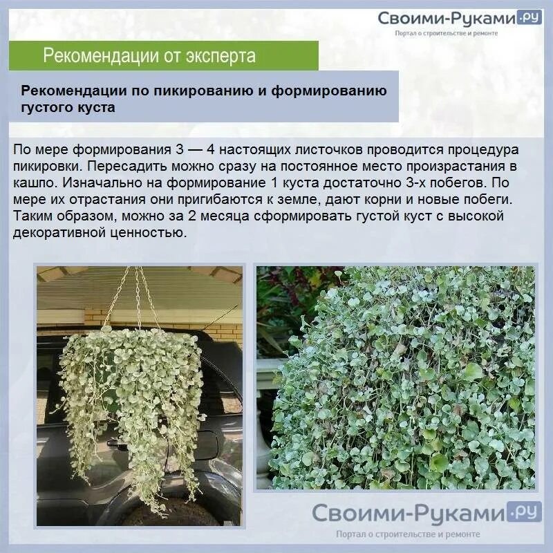 Дихондра посев семян на рассаду хитрости. Дихондра ампельная изумрудная. дихондра изумрудный водопад цветение. дихондра «изумрудный водопад» (dichondra repens). дихондра и лизимахия.