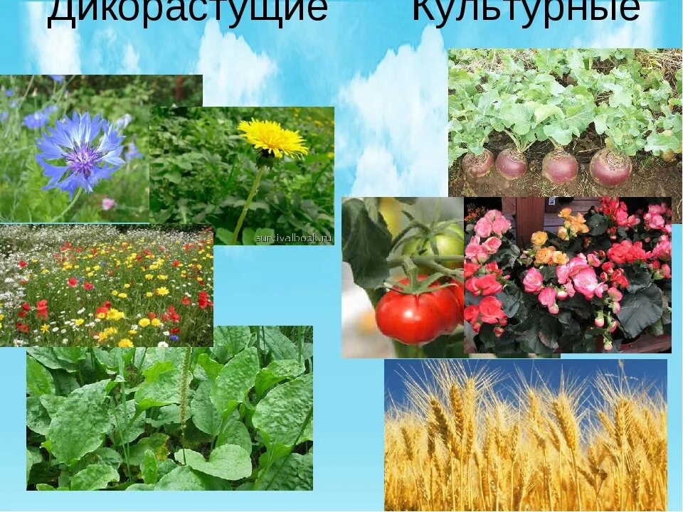 Запиши названия культурных растений. Дикорастущие и культурные растения. Цветы дикорастущие и культурные. Культурные травы. Культурные травянистые растения.