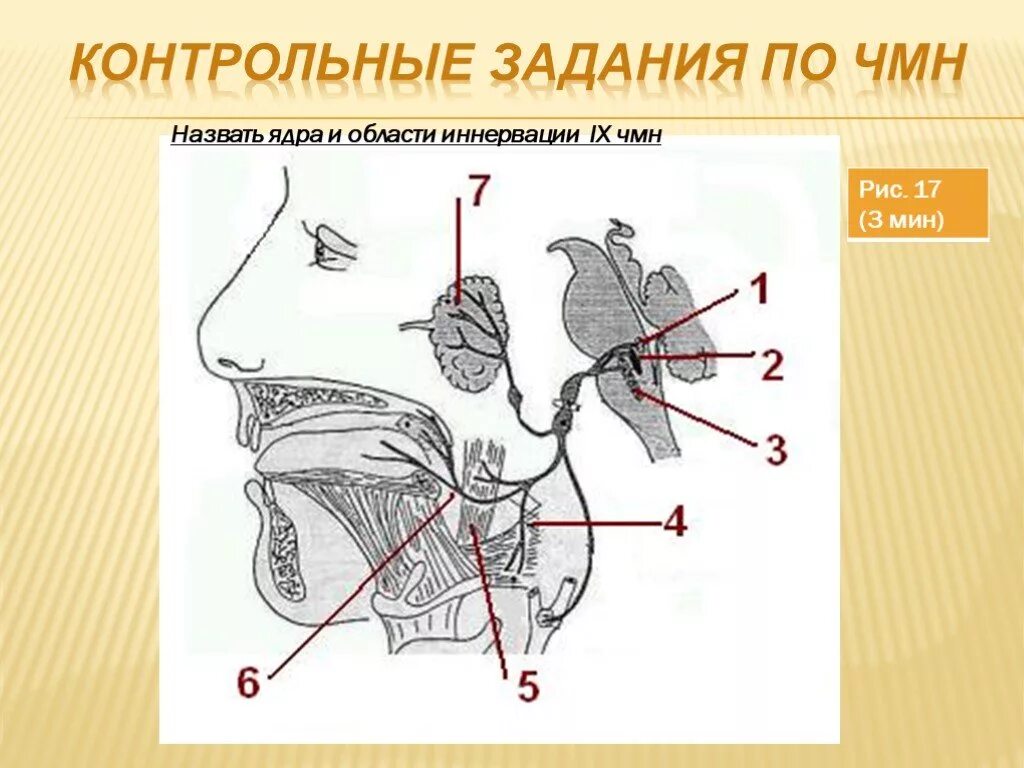 Лицевой нерв 7 пара чмн. Facialis. Лицевой нерв 7 пара чмн. Vii пара - лицевой нерв n. 7 черепно мозговой нерв.