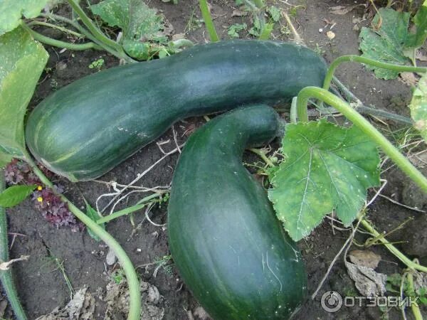 Тыква лунга ди наполи описание сорта. Тыква мускатная лунга ди наполи. семена тыквы лунга ди наполи. тыква наполи.