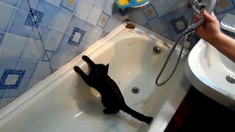 Кот ванна нормально