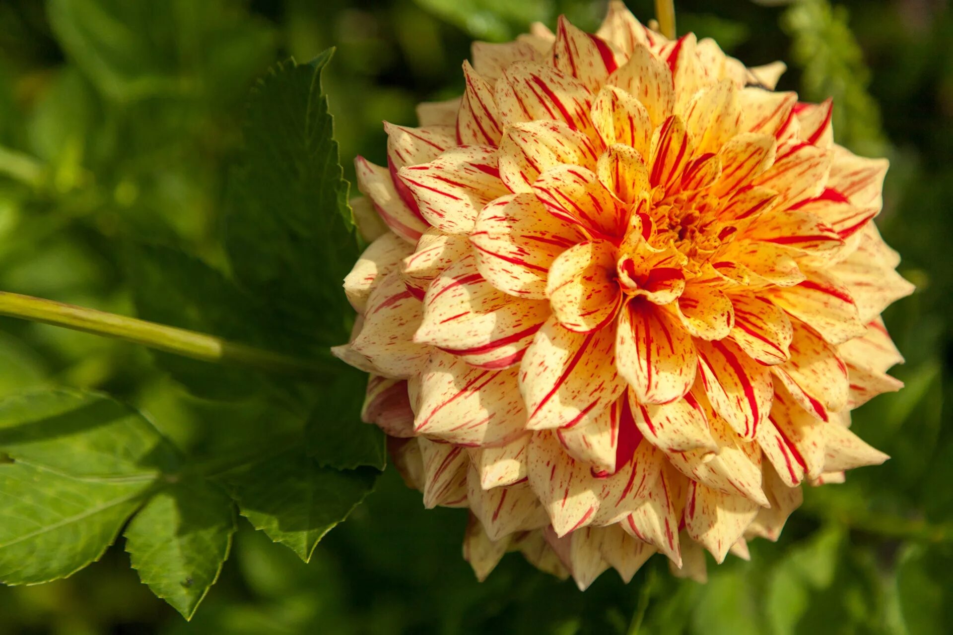 Георгин триумф. Георгин грейт геркулес. георгины dahlia. георгин dahlia tirza. георгин пичез энд крим.