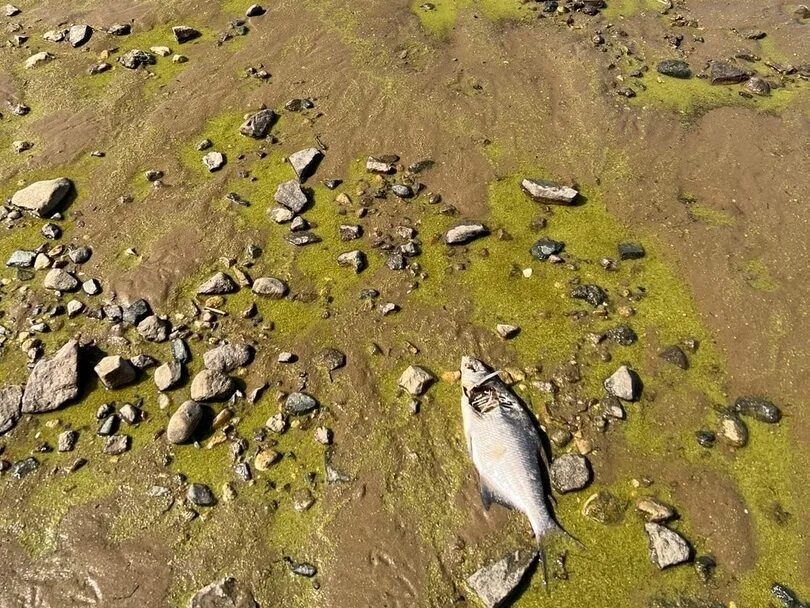 Рыбинское водохранилище замор. Рыба в Рыбинском водохранилище. Рыбинское водохранилище обитатели. Фауна Рыбинского водохранилища.