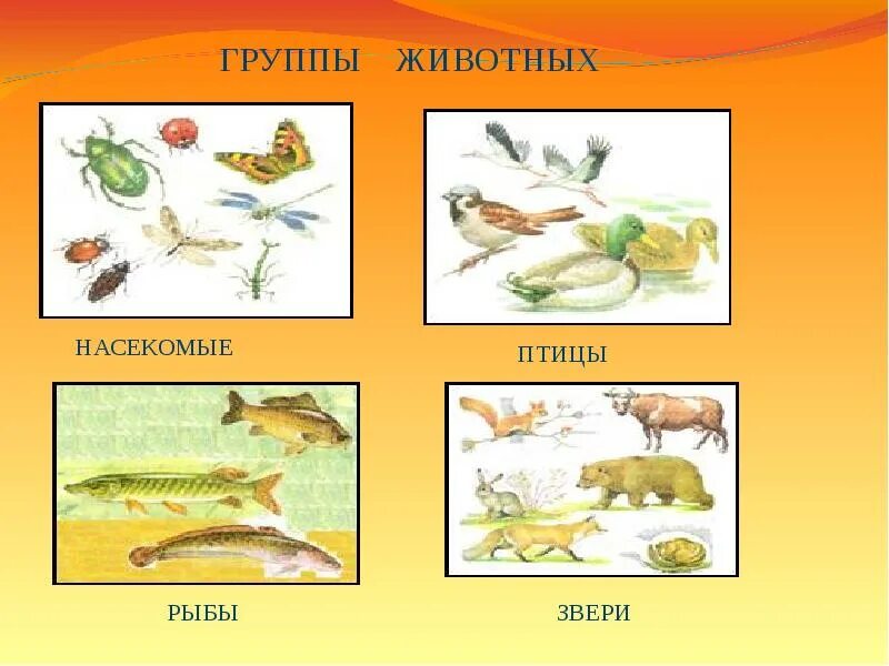 Группы животных насекомые рыбы. Птицы звери насекомые. Птицы, рыбы и звери. Насекомые рыбы птицы звери.