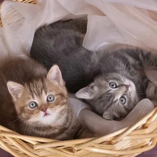 Сколько пород котят