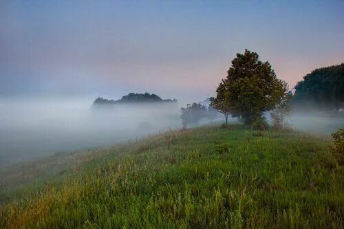 утренний туман. туман в березовом лесу. низко стелиться туман над полянами. низко стелиться туман над полянами. туман стелется.
