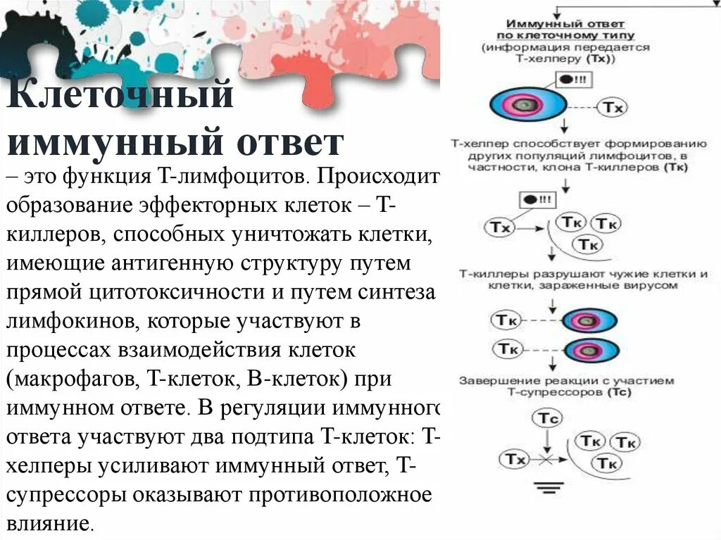 Типы клеток осуществляется