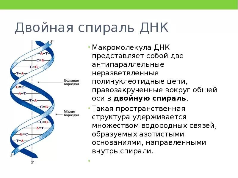 Вторичная цепь днк. Структура двойной спирали ДНК. Вторичная структура ДНК представляет собой двойную спираль:. Строение макромолекулы ДНК. Макромолекулярная структура ДНК.