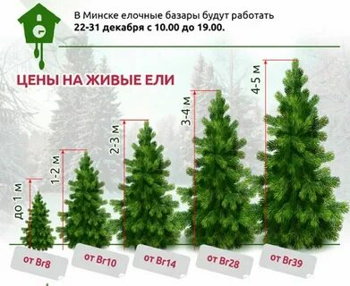 Сколько лет стоит елка