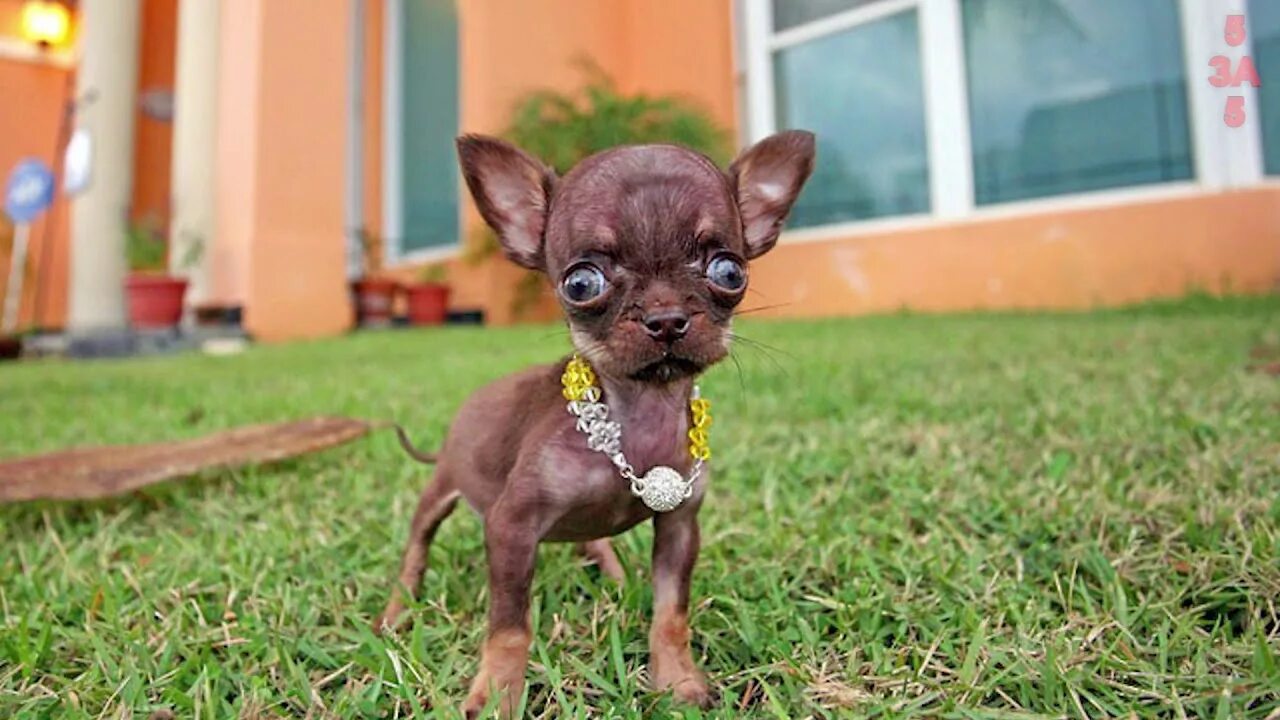Название породы самой маленькой собаки. Карликовый чихуахуа. Чихуахуа БУБУ. Чихуахуа Милли. Шишколобые Гнидодавы.