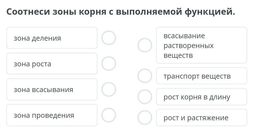 Выполняемая функция зоны. Соотнеси зону корня с её функцией. соотнесите зоны корня с выполняемыми функциями. соотнесите зону корня с ее функцией. таблица зоны корня 6 класс биология.