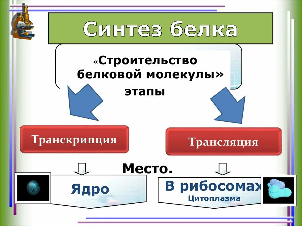 Синтеза ядерных белков. Синтез белка презентация. Синтез белка транскрипция и трансляция. Синтез белков презентация. Синтез белка презентация 10 класс.