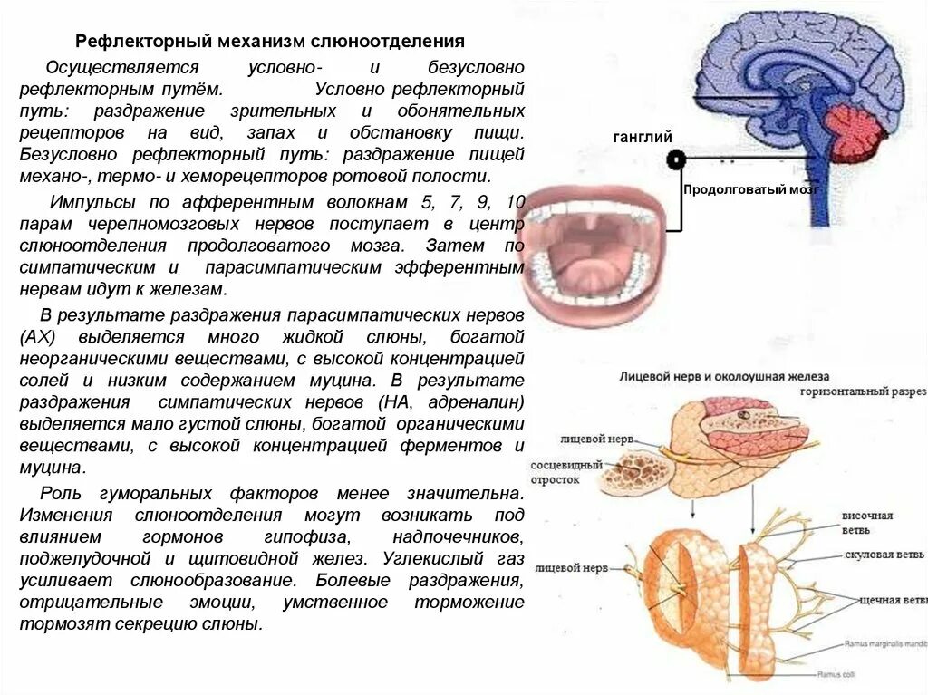 Рефлекторная регуляция слюноотделения физиология. Слюноотделительный рефлекс механизм. Механизм слюноотделения физиология схема. Схема регуляции слюновыделения.