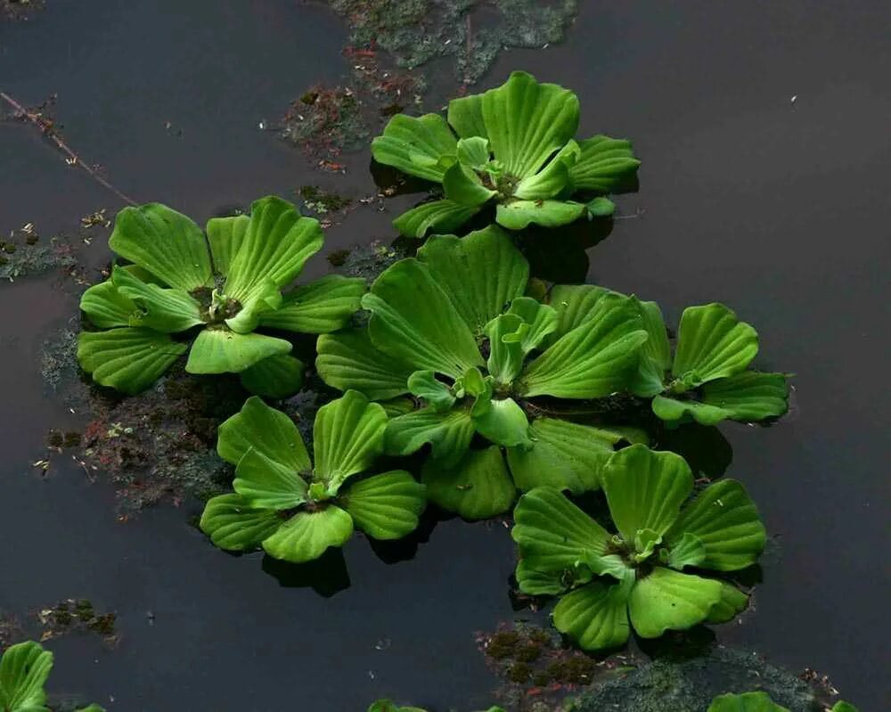 Виды плавающих растений