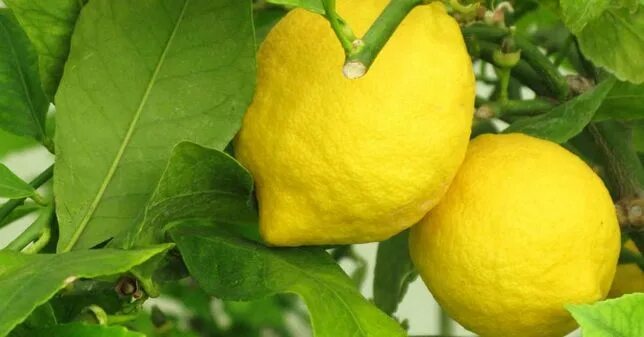 Лимон павлова фото Павловский лимон саженец 1 год Pavlovolimon