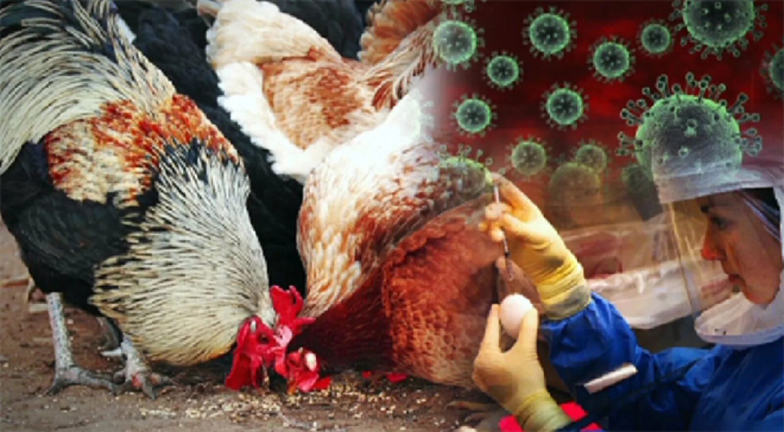 Птичий грипп распространение. Высокопатогенный грипп птиц болезнь. Высокопатогенный грипп птиц Ветеринария возбудитель.