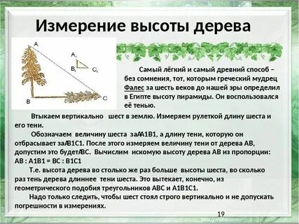 График высот деревьев