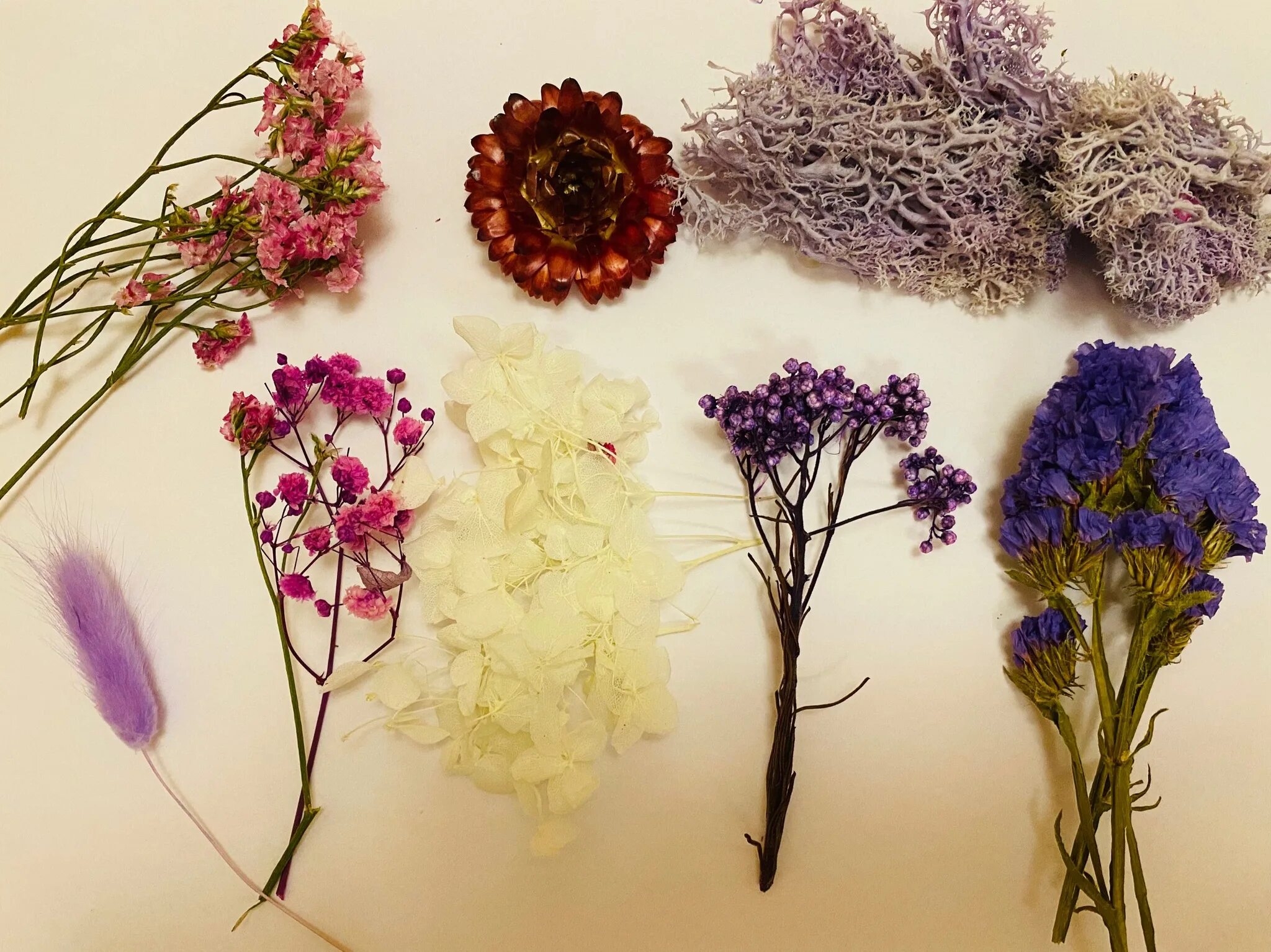 Качим метельчатый сухоцвет. Сухоцветы для флористики. Сухоцветы гипсофила. Гипсофила розовая сухоцвет. Амареллино сухоцвет.
