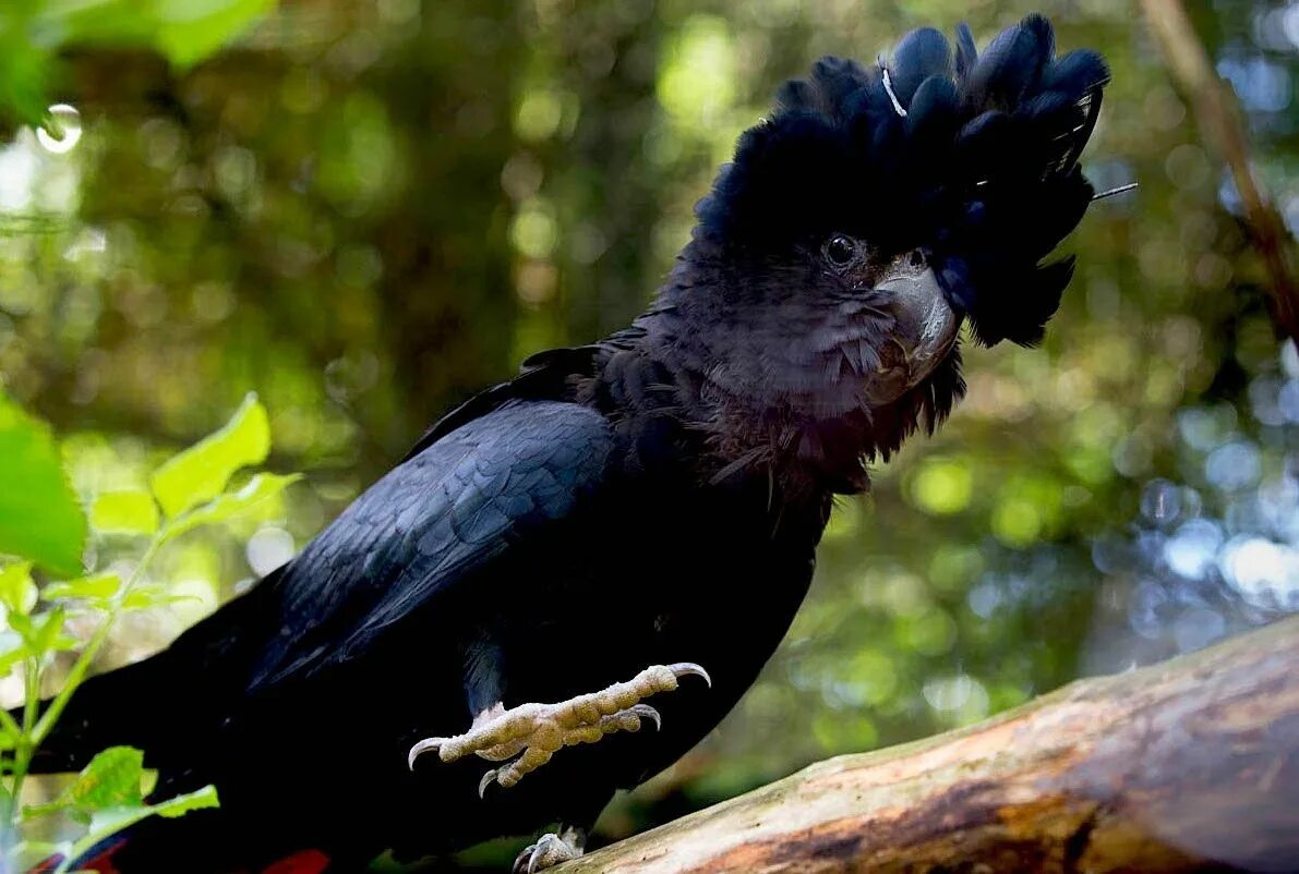 Какада. Черный краснохвостый Какаду. Попугай Какаду черный. Черный Какаду Бэнкса. Черный пальмовый Какаду.