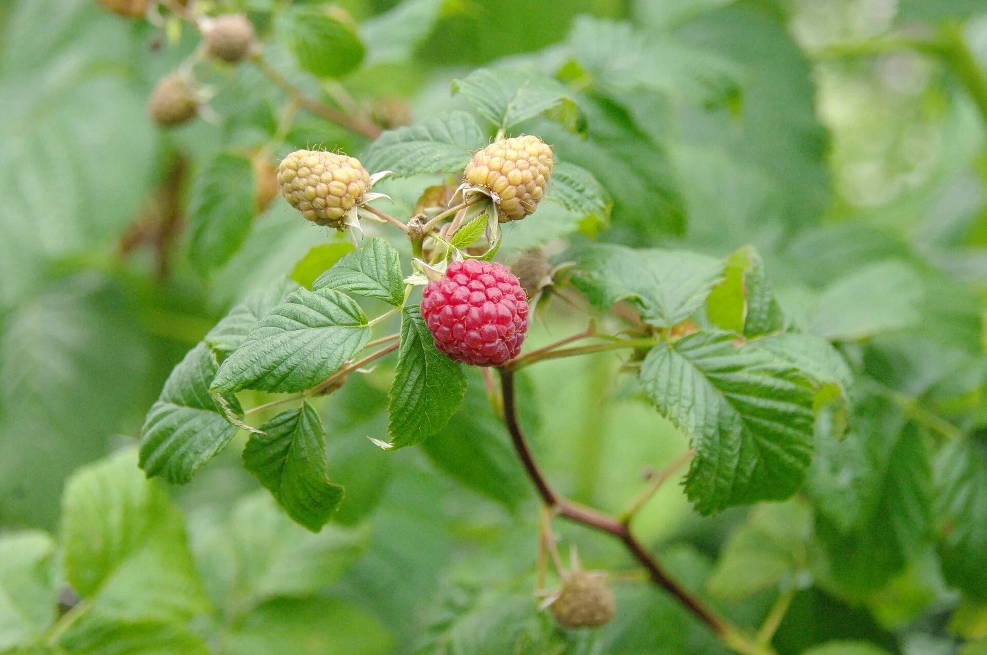 Цветет малина текст. Малина кустарник. Малина обыкновенная (Rubus idaeus). Малина Крепыш. Малина Лесная кустарник.