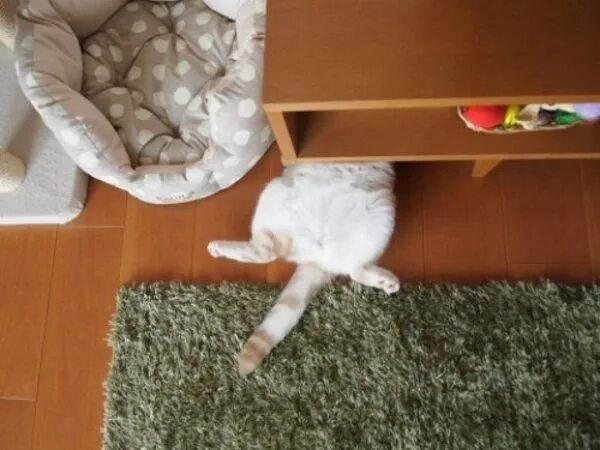 Кошка играет в прятки. Кот прячется. Нашкодивший котенок. Кот за шторой. Кот спрятался.