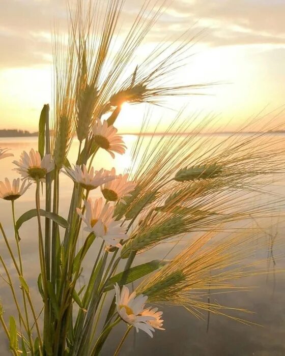 Летний пейзаж. Красота уходящего дня. Дождь на закате. Ромашки на закате. Свет сквозь деревья.