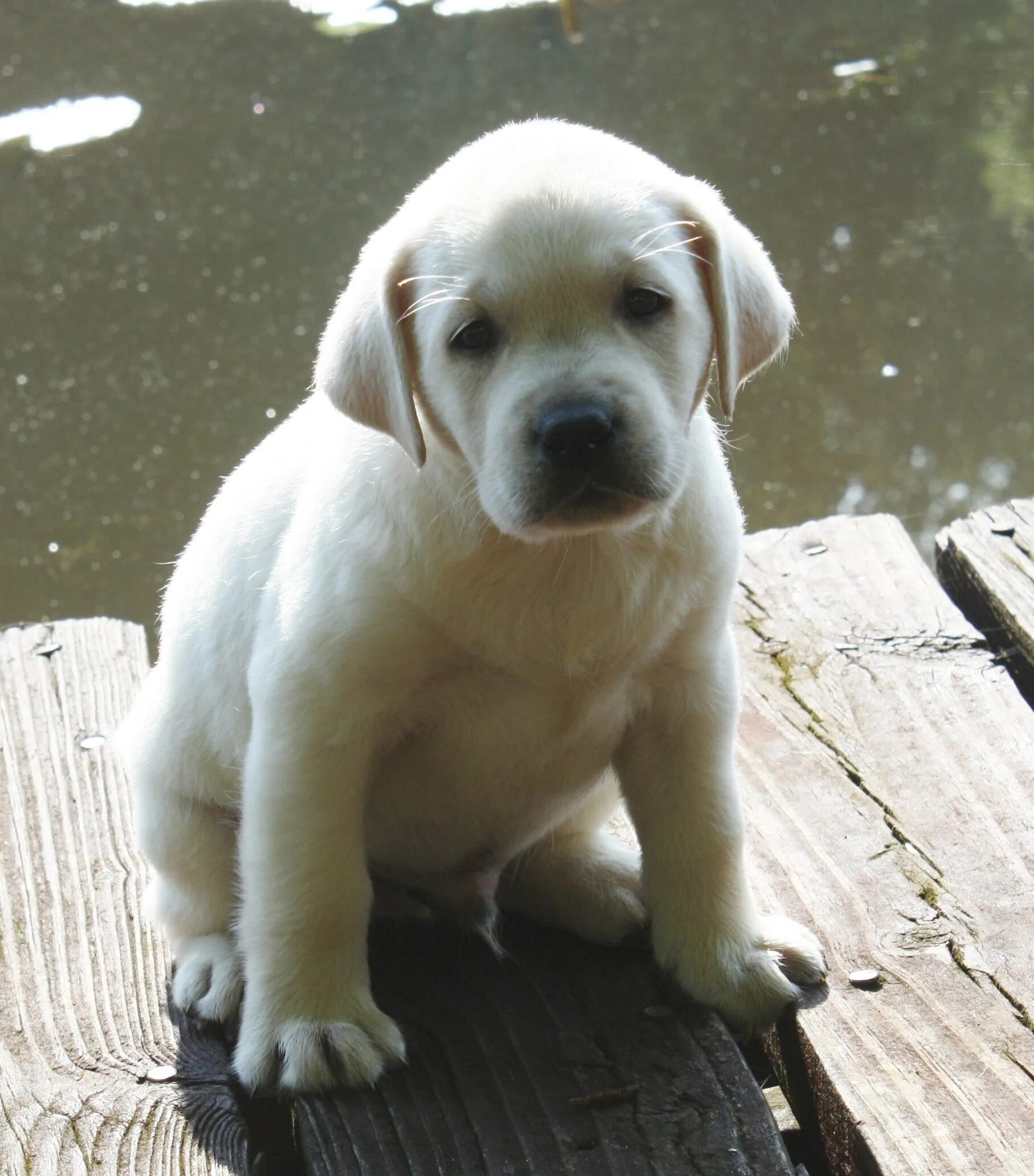 Побережье лабрадора. Побережье лабрадора. Побережье лабрадора. Ретривер лабрадор собака белый. Лабрадор-ретривер (labrador retriever).