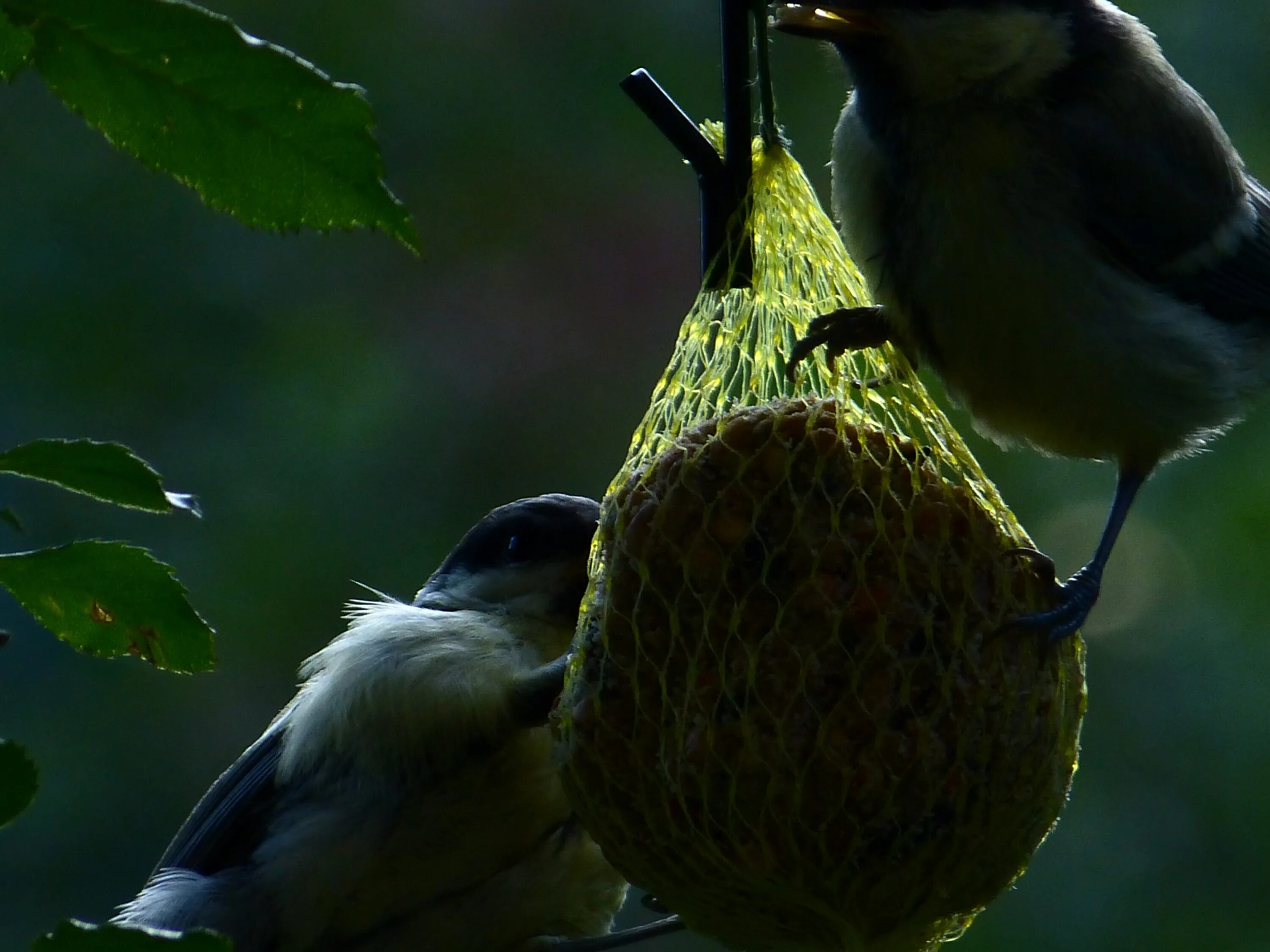 Включи про птиц. Что кушают птицы. Птица ест шар. Красивые птички кушают фото.