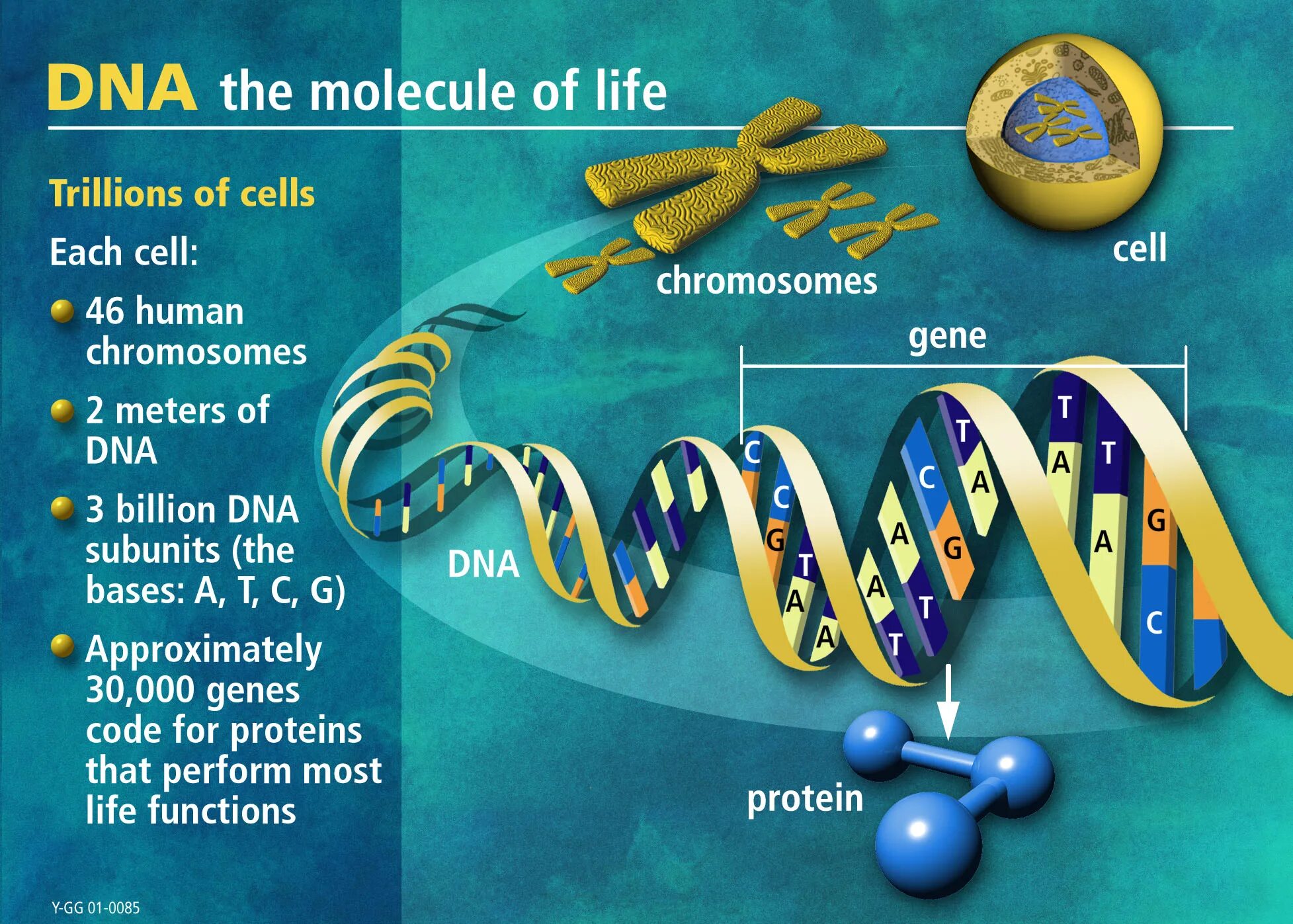 DNA. Молекула ДНК. Гены. DNA Human.