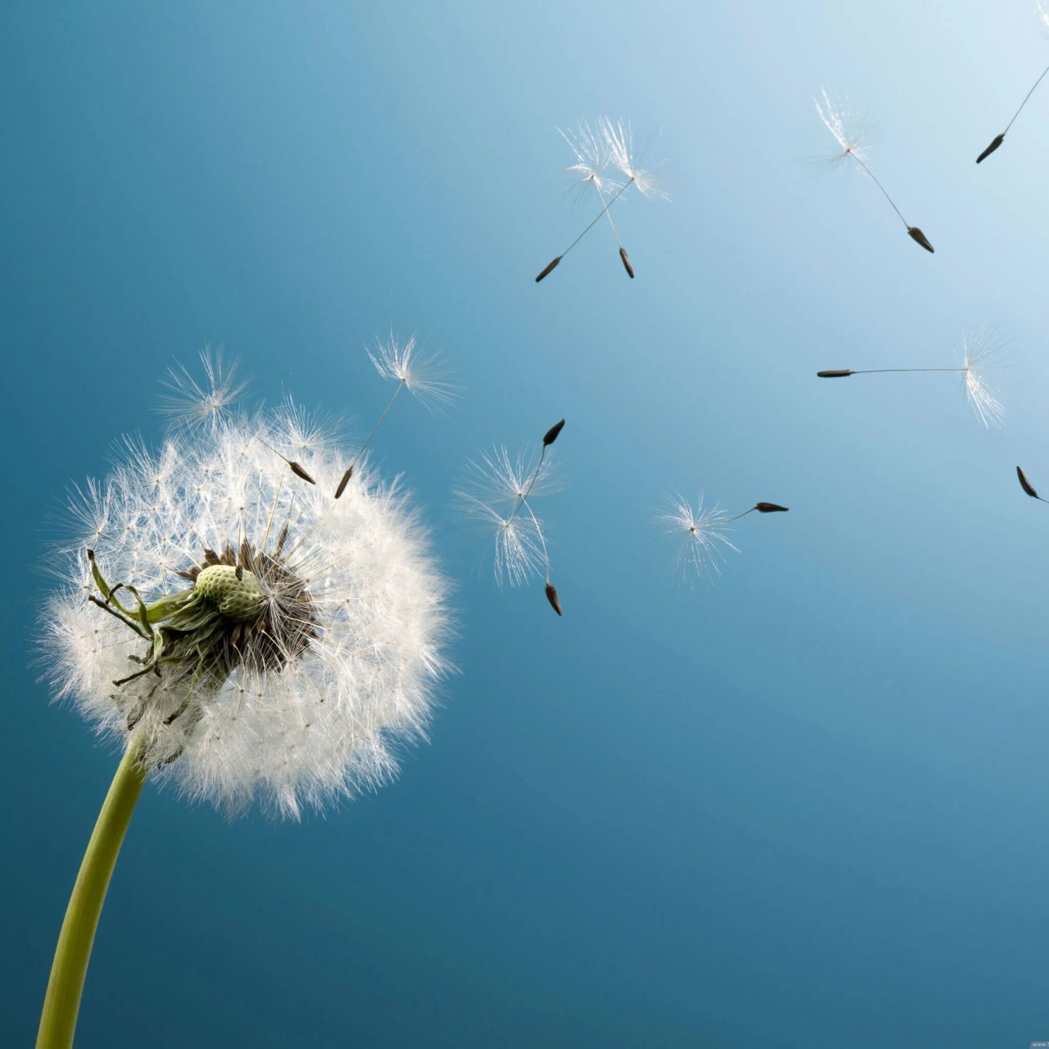 Одуванчик картинка. Одуванчики. Одуванчики. Одуванчик. Одуванчик данделион.