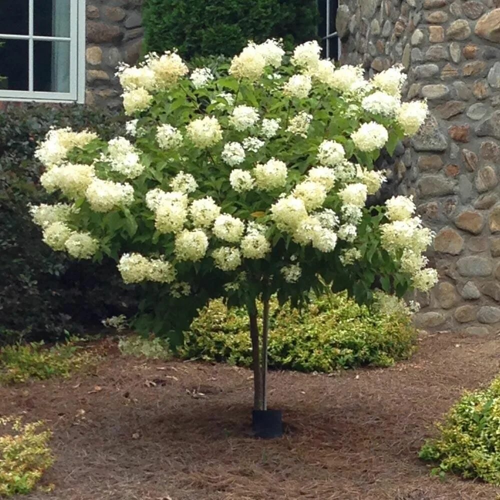 Pee Gee Hydrangea, 1 Gallon Potted Plant, Healthy Plants, White Flowers, Spring 