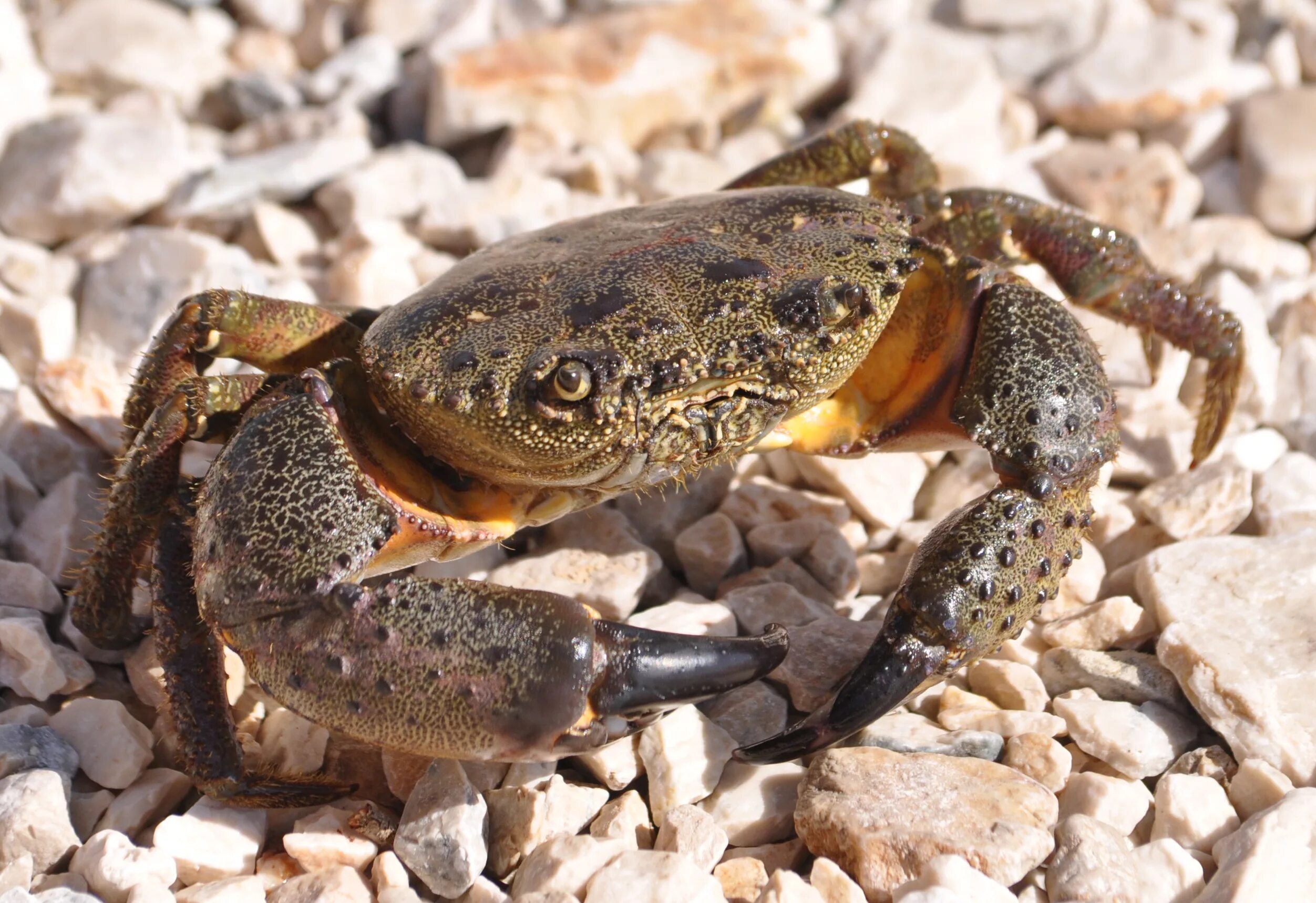 Черноморский каменный краб. Каменный краб черного моря. Краб Pachygrapsus marmoratus. Каменный краб (Eriphia verrucosa). Крабы ростов на дону