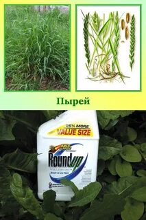 Избавиться от пырея сорняков