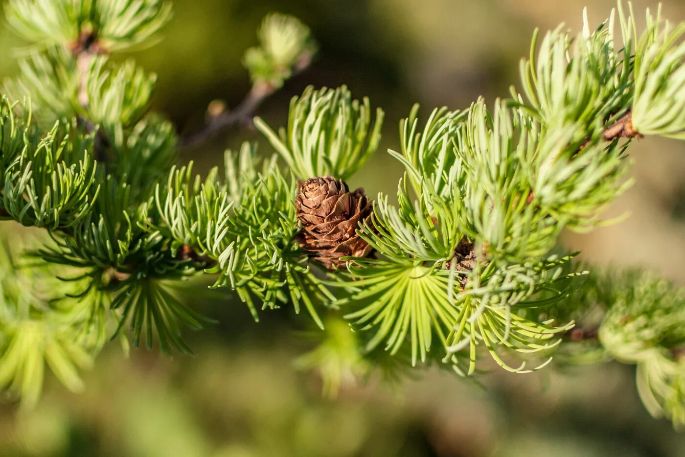 Лиственница Гмелина. Лиственница Сибирская Larix sibirica. Лиственница Сукачева. Лиственница Сибирская Бригантина.