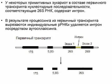 Процессинг первичного транскрипта