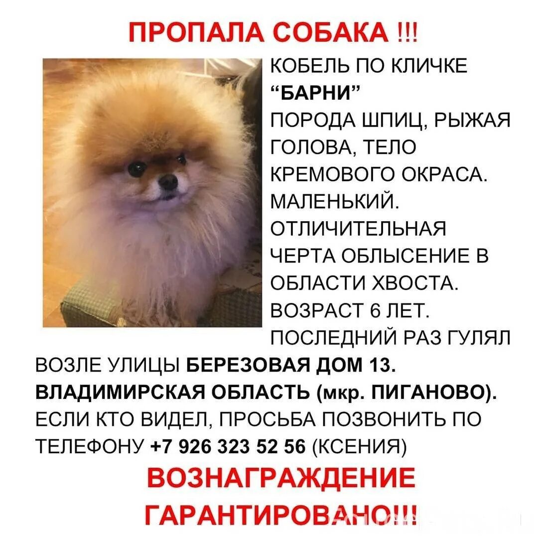 Померанский шпиц содержание. Померанский шпиц стандарт характер. систематика померанского шпица. стандарт породы немецкий померанский шпиц. имена для собак мальчиков шпицев померанцев.