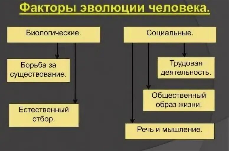 Биологические и социальные факторы становления человека