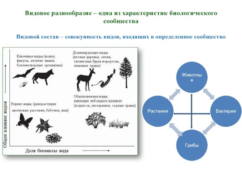 Уровни биоразнообразия схема. Схема уровней биологического разнообразия. Видовое разнообразие. Видовое однообразие.