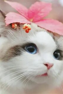 Покажи красивую фотку котика