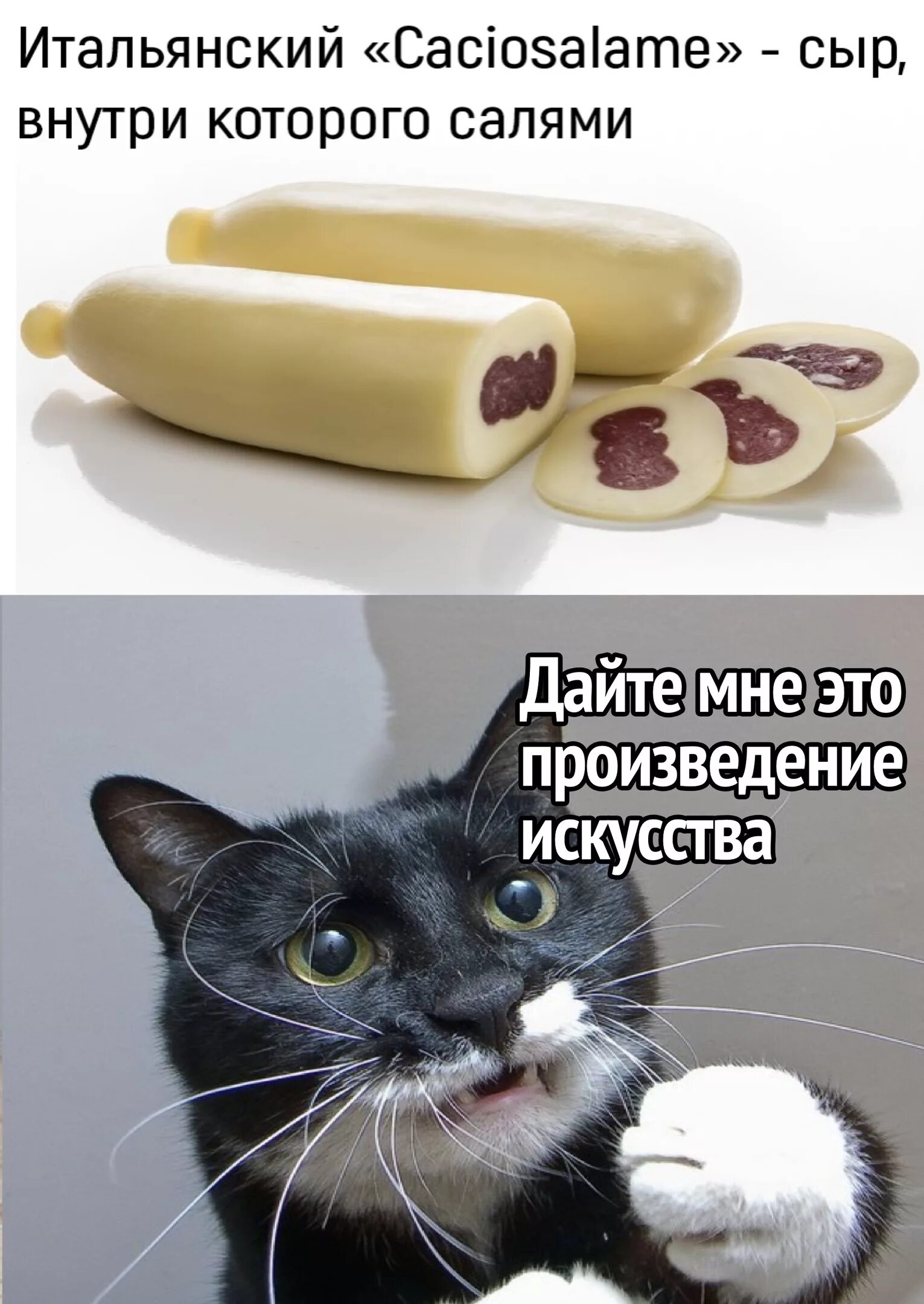 Можно давать котам сыр. Шутки про сыр. сыр прикол. сыр юмор. смешные шутки про сыр.