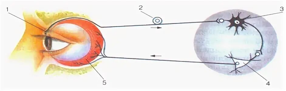 Схема рефлекторной дуги мигательного рефлекса. Рефлекс мигательного рефлекса. Дуга мигательного рефлекса. Рефлекторная дуга мигательного рефлекса биология 8.